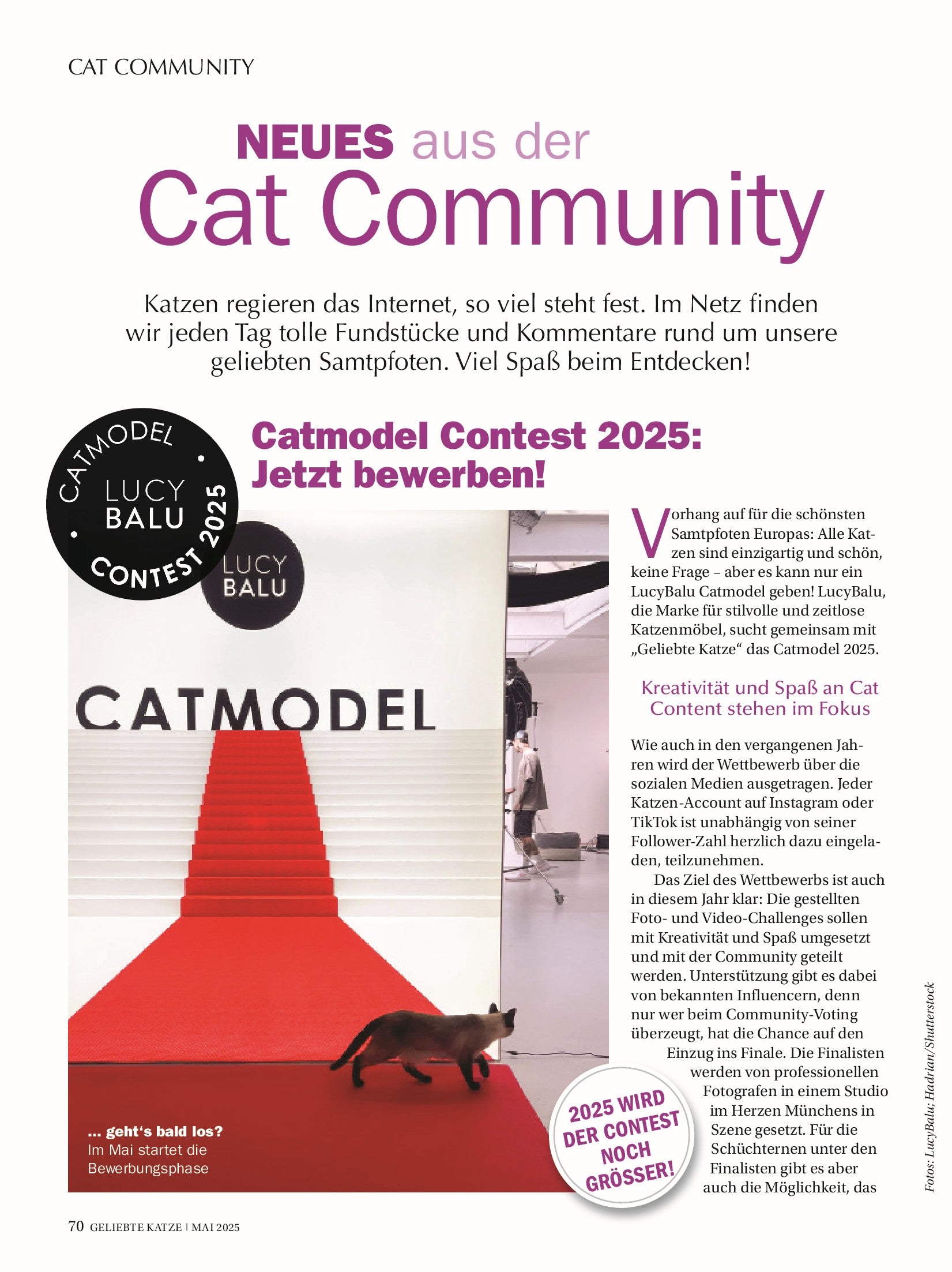 Geliebte Katze - Mai 2025