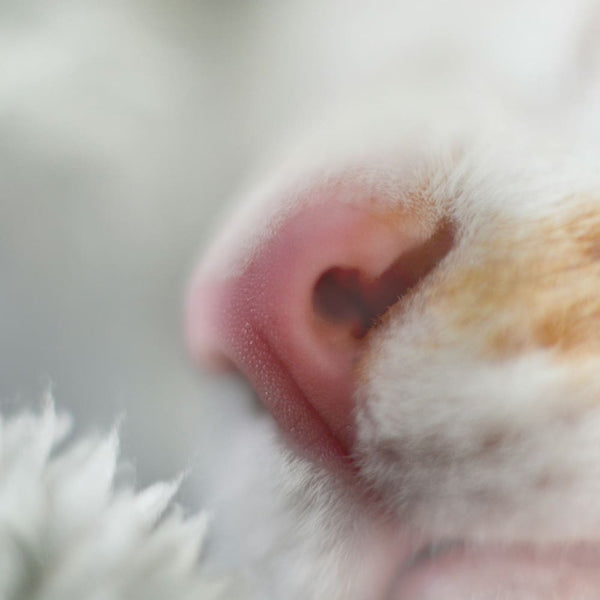 Wie sich Düfte auf Katzen auswirken – Das unterschätzte Sinnesorgan