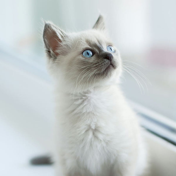 Rasseguide: Ragdoll