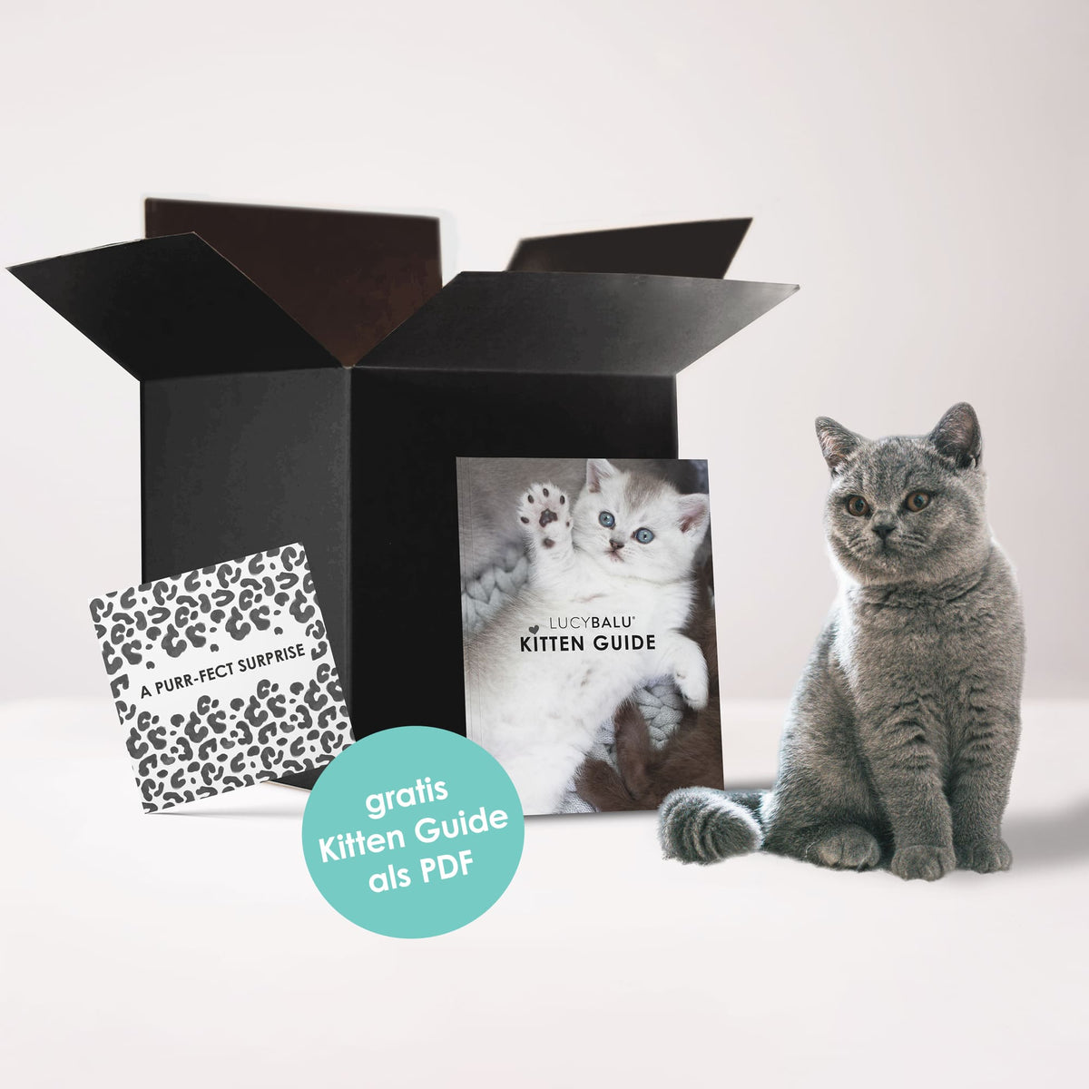 KITTEN BOX - Das Kitten Starter-Pack