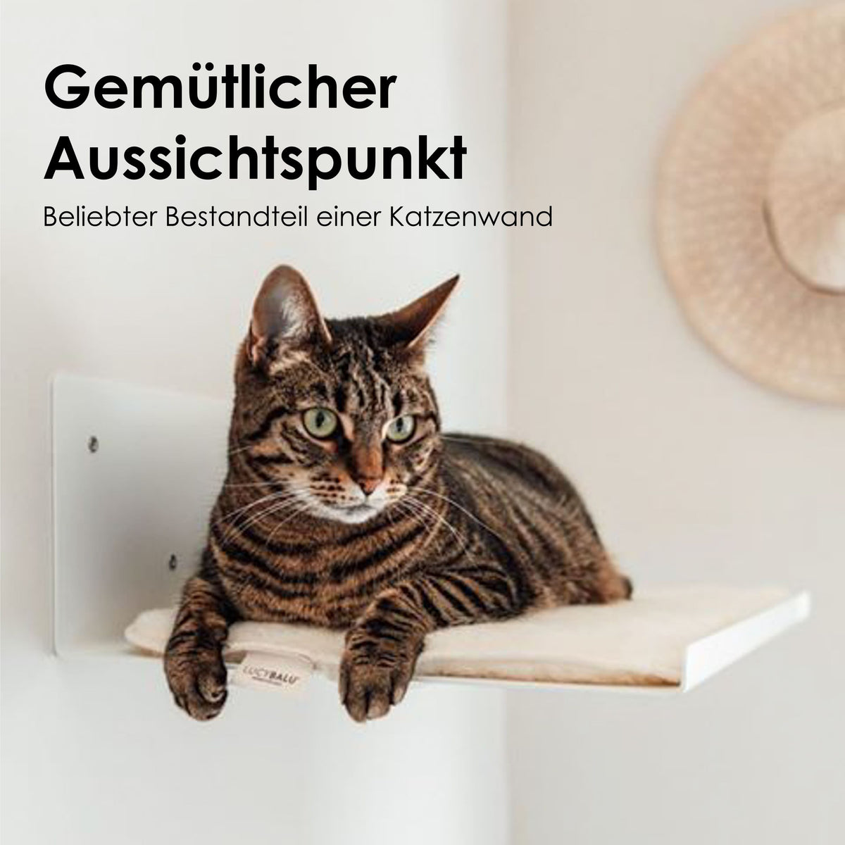 Katzen Wandliege Aussichtspunk