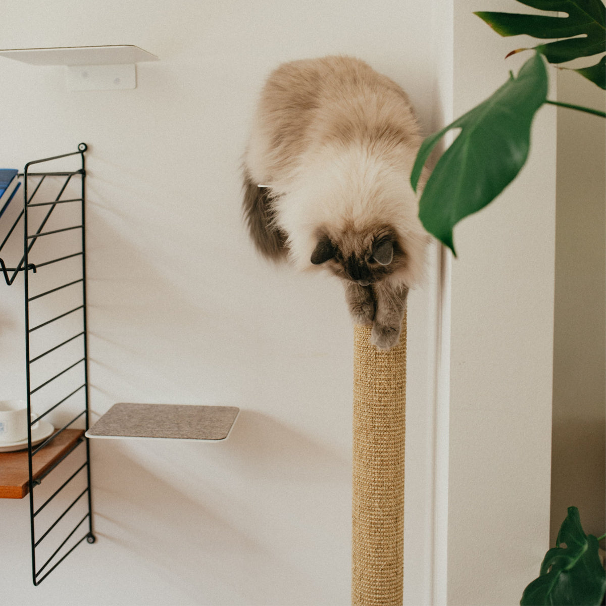 CATWALK Katzenstamm für die Wand