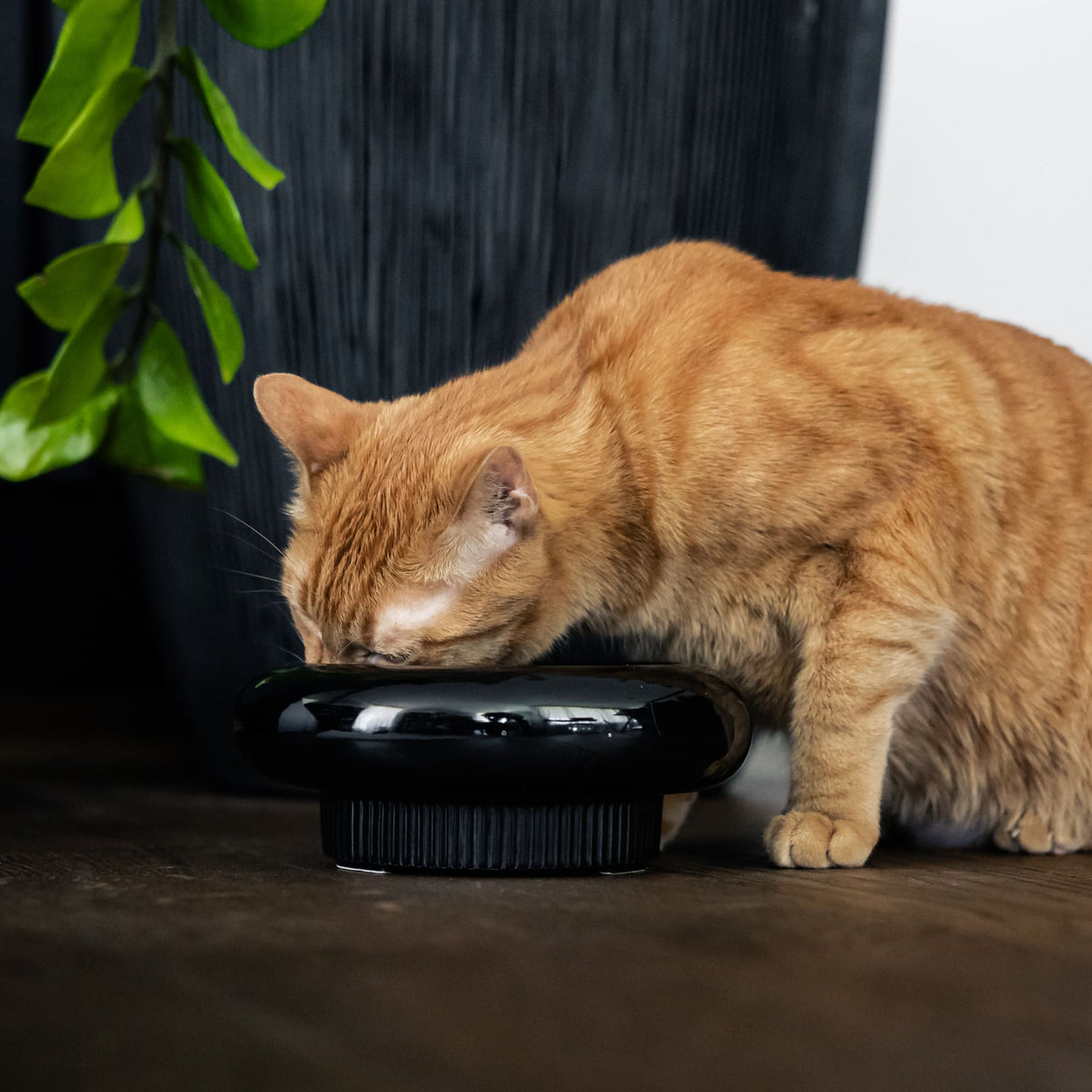 MYCO Kattenbak