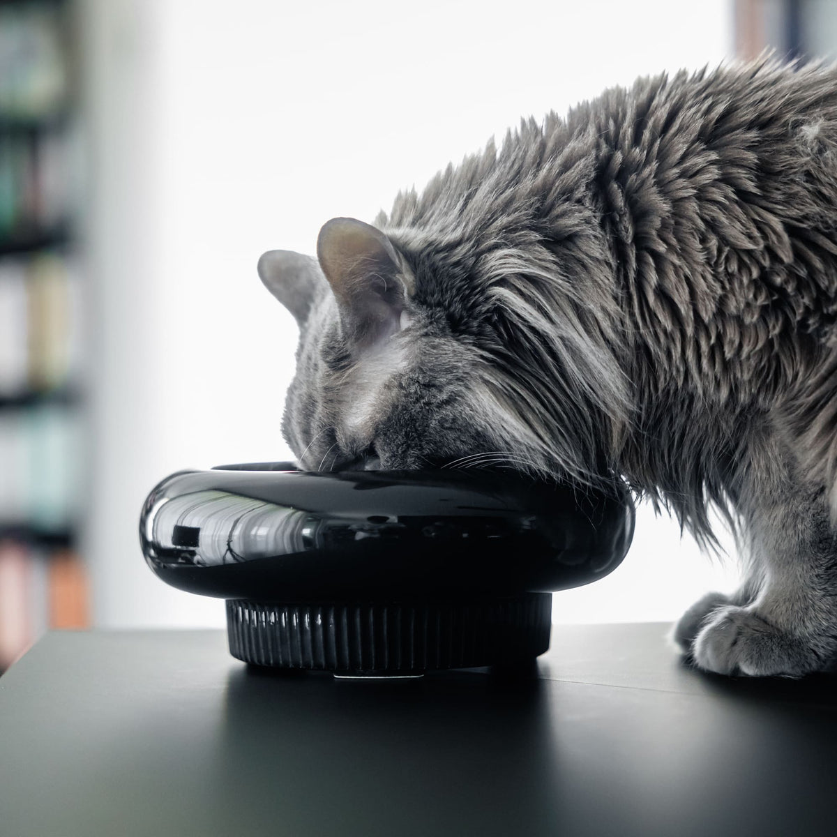MYCO Kattenbak