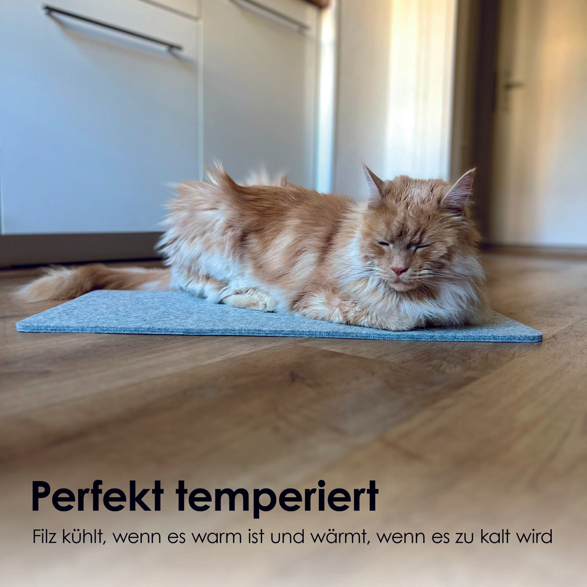 FELTY Katten Vensterbanksteun