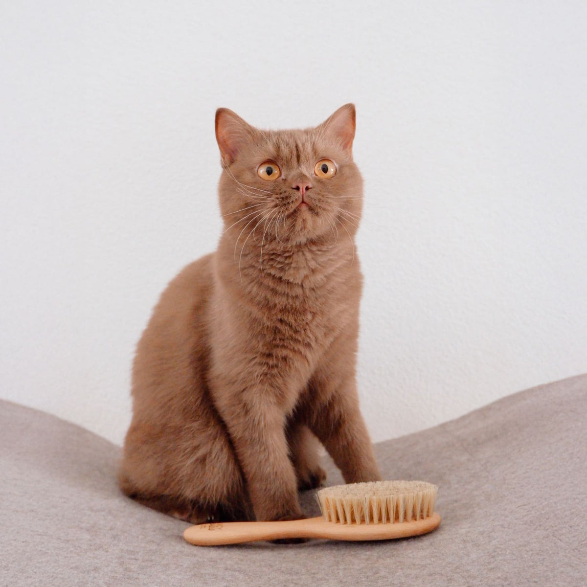 FIGARO Kattenborstel