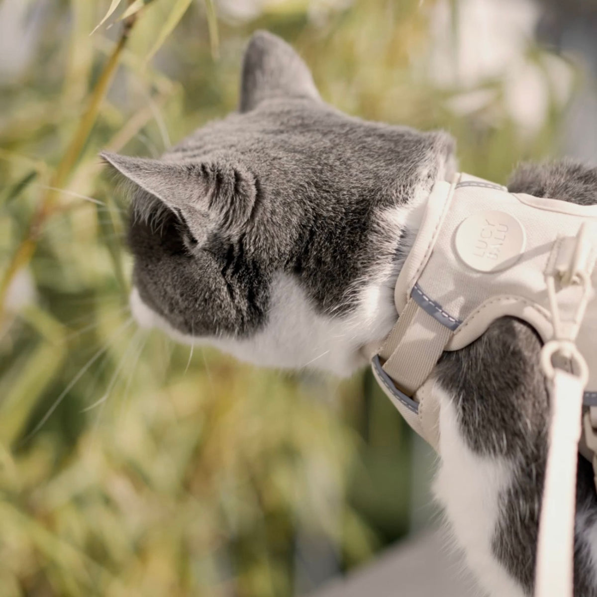 EXPLORER Kattentuigje