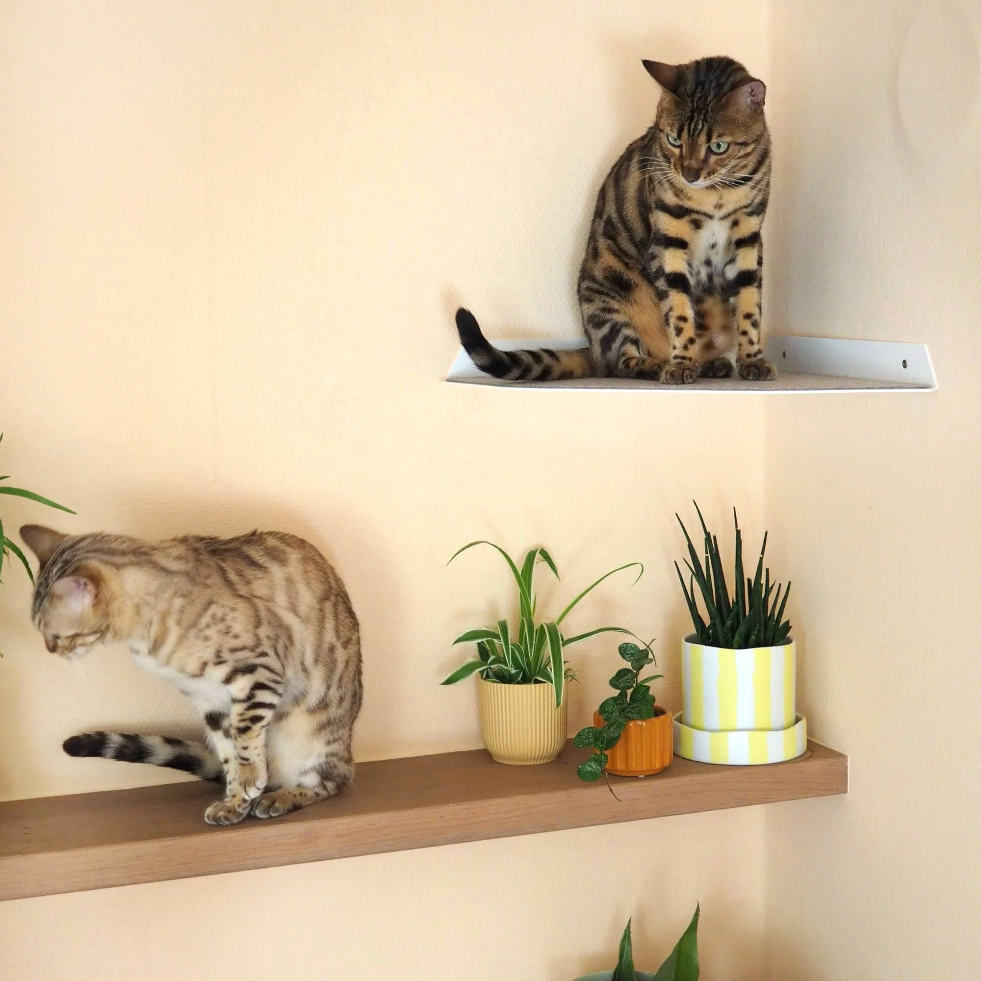 CORNER Kattenligstoel & Klimtrap voor de hoek