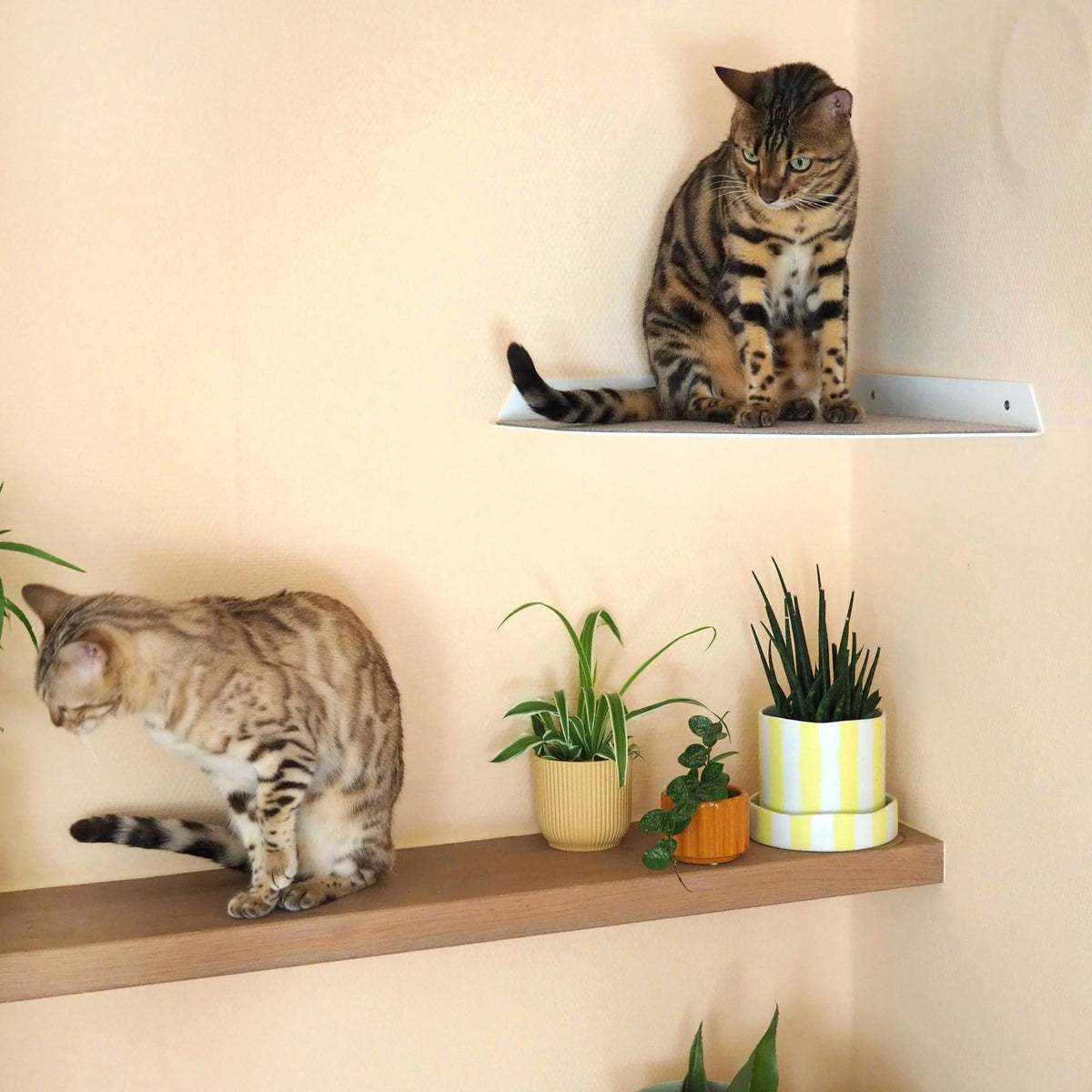 CORNER Kattenligstoel &amp; Klimtrap voor de hoek