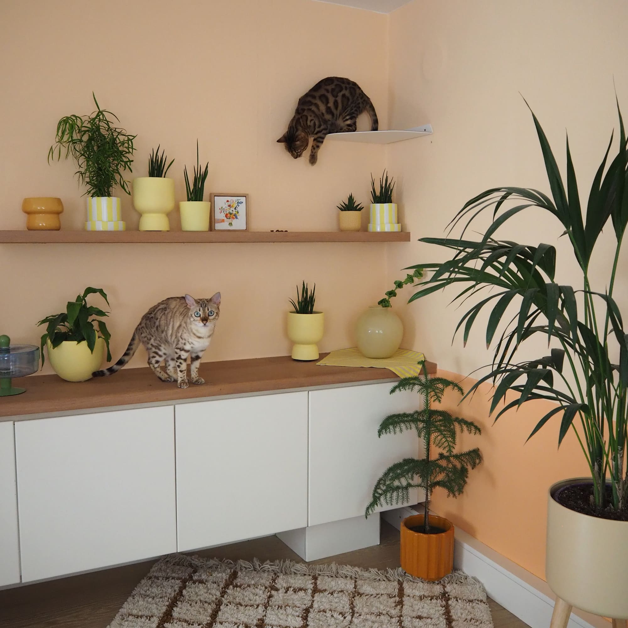 CORNER Kattenligstoel & Klimtrap voor de hoek