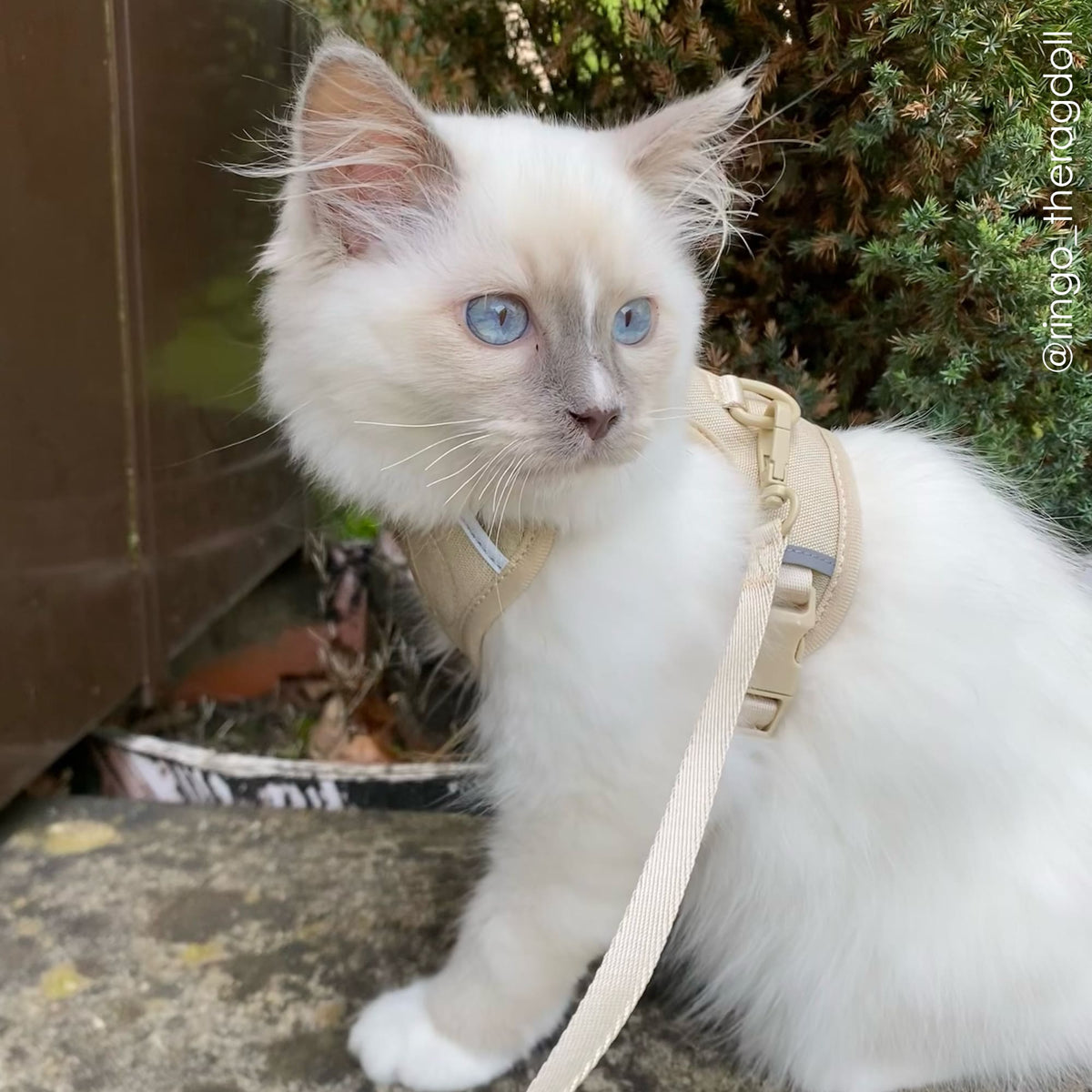 EXPLORER Kattentuigje