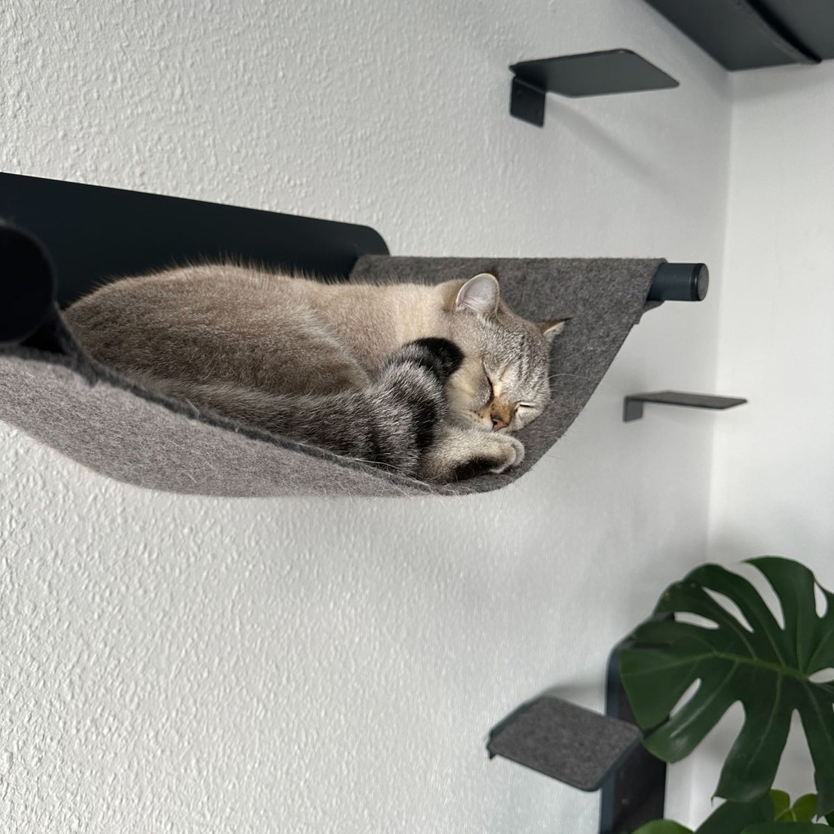 Katzen Kletterwand anthrazit