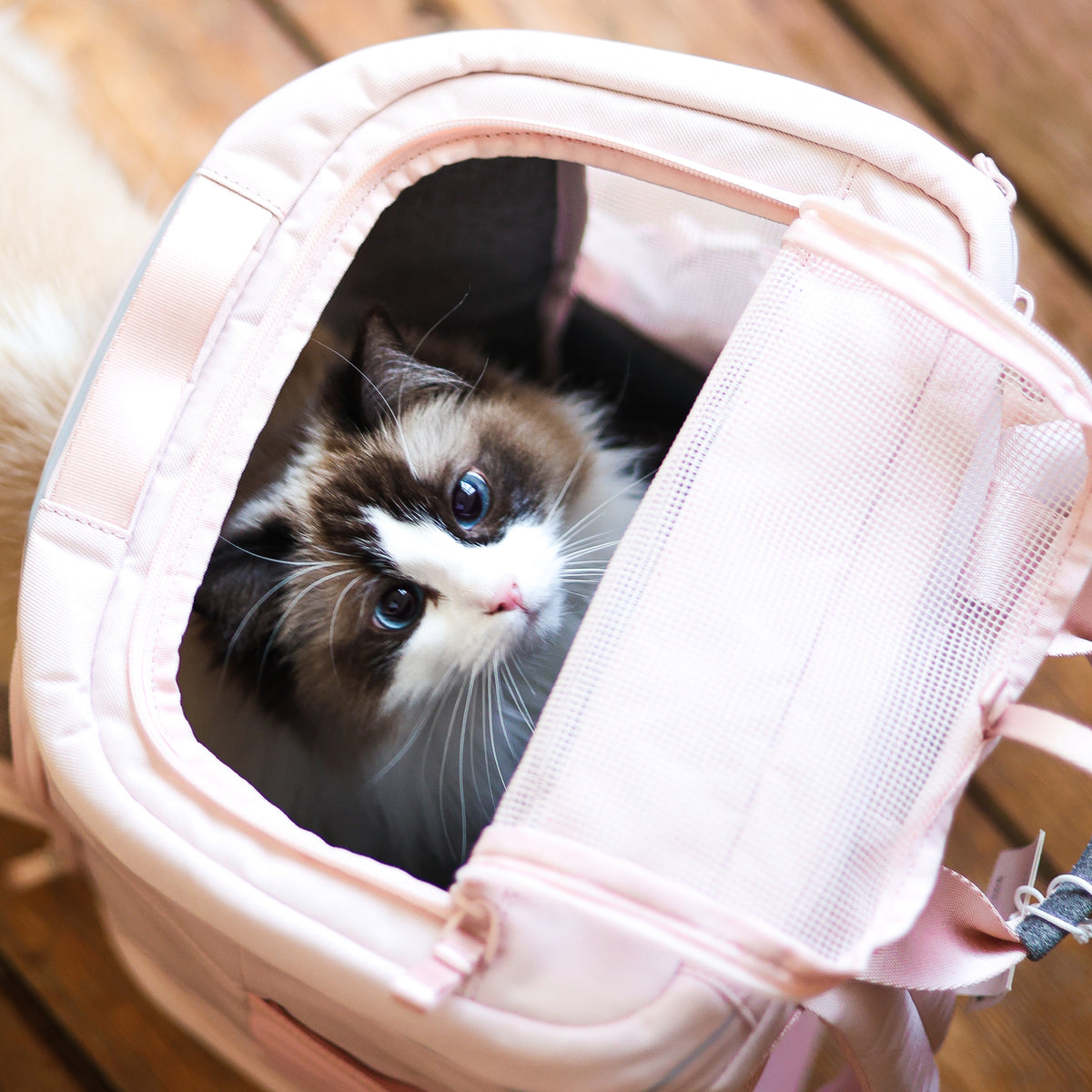 Transportrucksack für Katzen